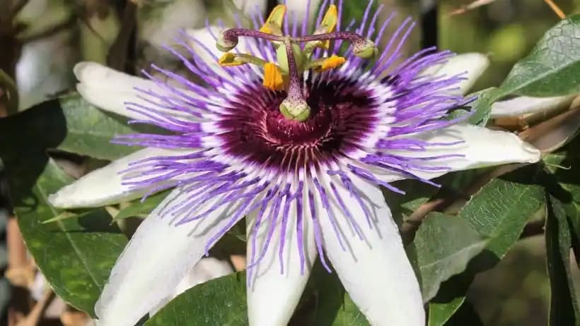 Passiflora Kullanımı ve Güvenliği: Doğal Çözümlerle Güzellik ve Sağlık