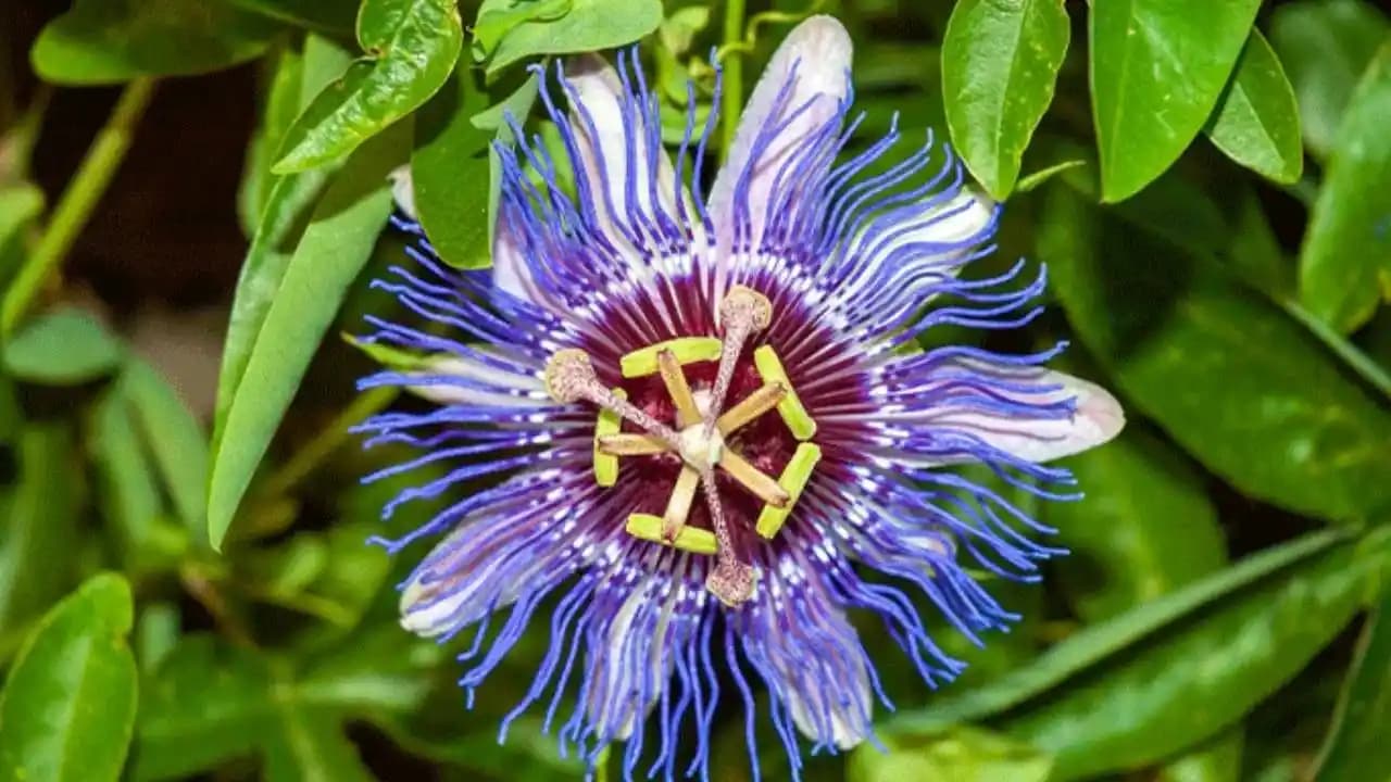 Passiflora Kullanımı ve Güvenlik Önlemleri: Doğal Sakinleştirici Bitki Hakkında Bilmeniz Gerekenler