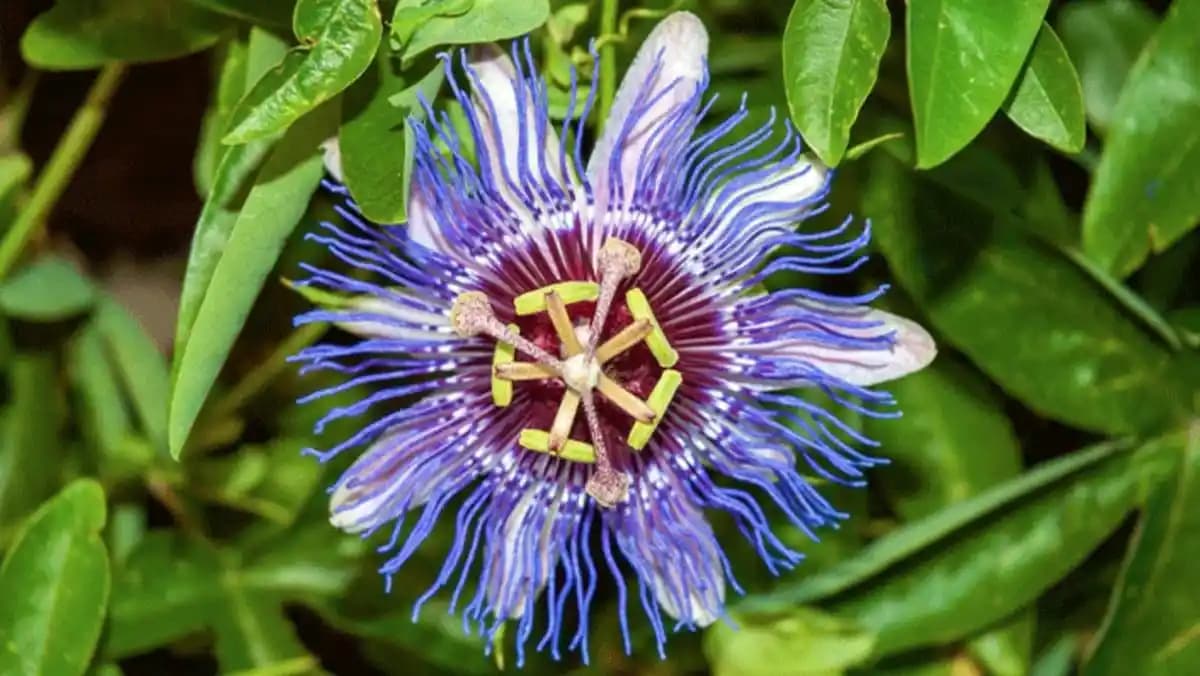 Passiflora Kullanımı ve Güvenlik Önlemleri: Doğal Sakinleştirici Rehberi