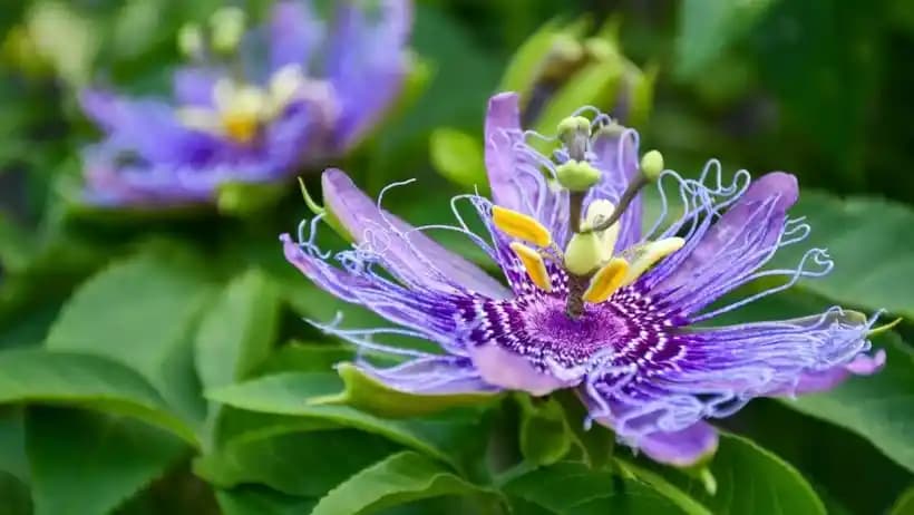 Passiflora'nın Cilt Bakımında Doğru Kullanım Yöntemleri ve Güvenlik İpuçları