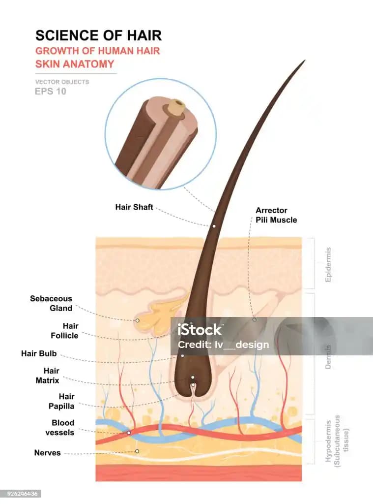Saçın Temel Yapısı ve Sağlıklı Kalma Yolları Hakkında Detaylı Bilgi