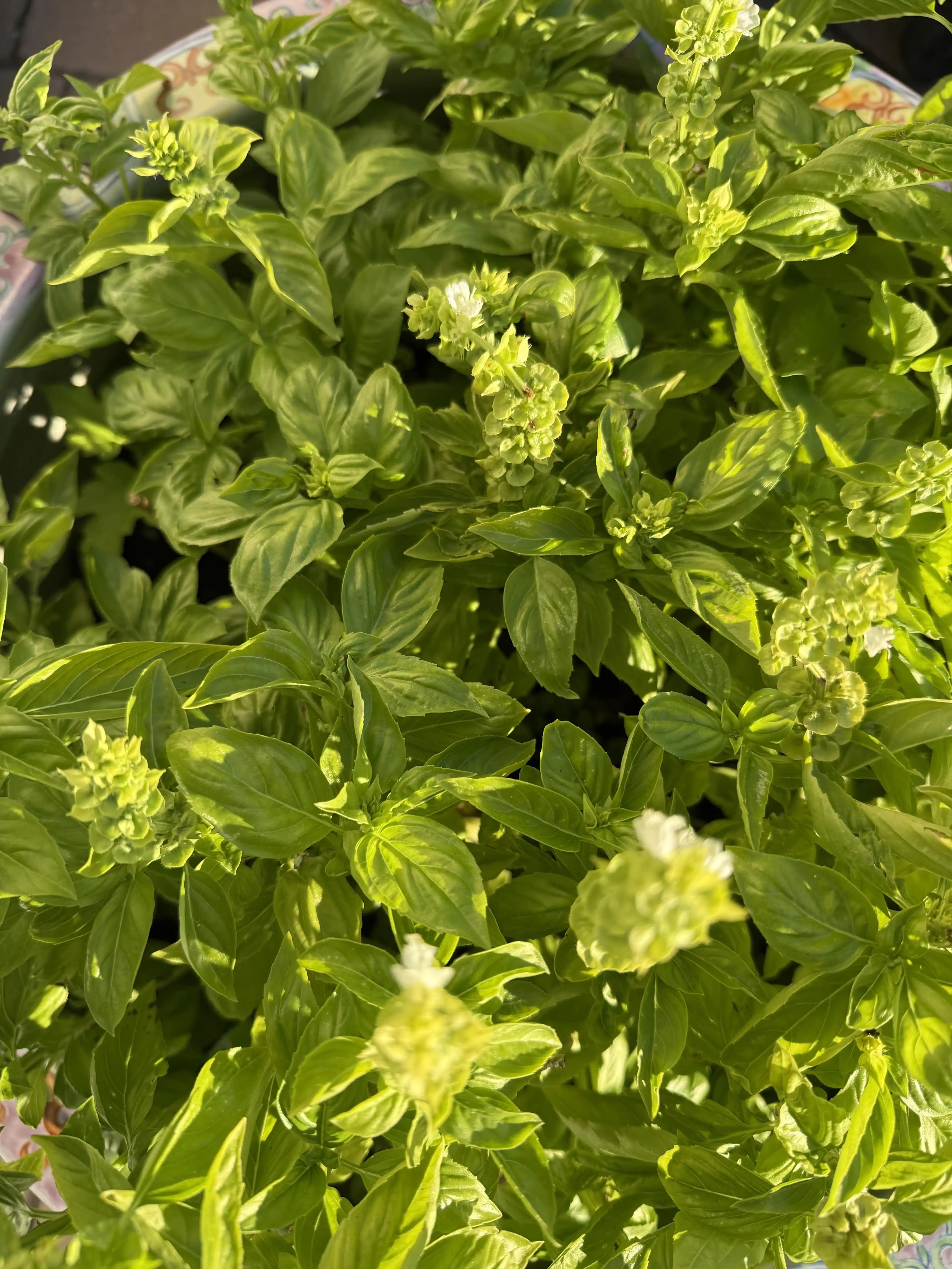 Kadınlar İçin Taze Fesleğen Kokuları: Seçenekler ve Özellikleri Üzerine Detaylı İnceleme