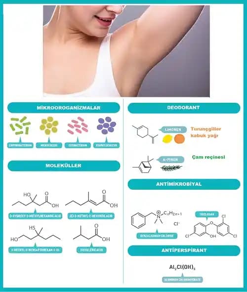 Koltuk Altı Kötü Kokusu: Nedenleri, Hijyen Yöntemleri ve Etkili Çözümler