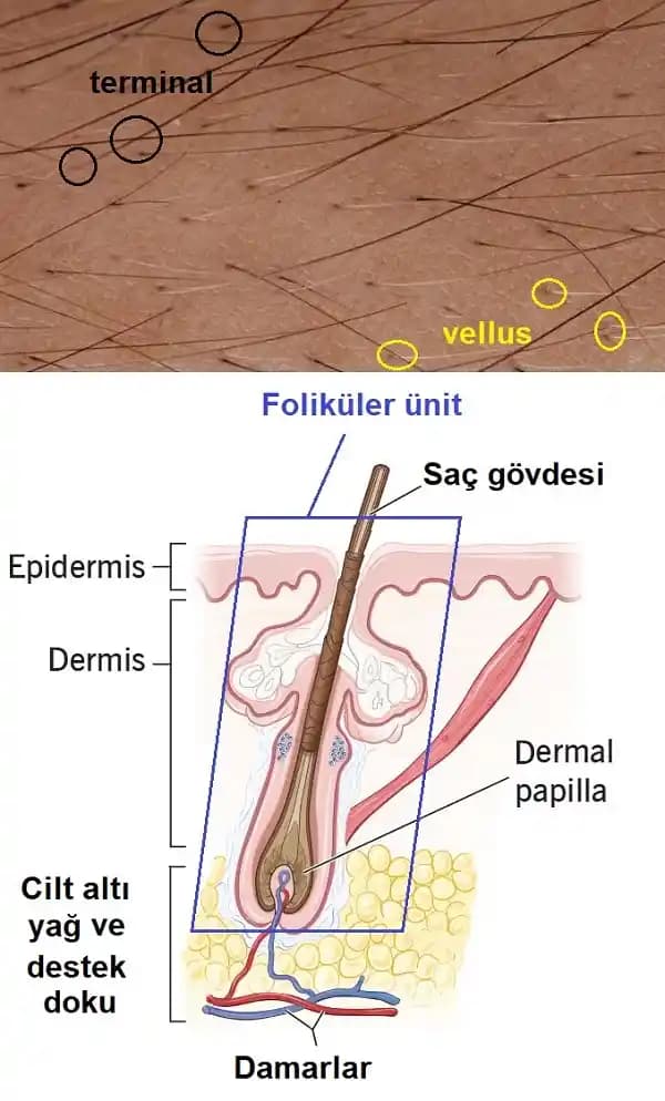 Saç Foliküllerinin Ömrü ve Uzunluğunu Etkileyen Faktörler ve Bakım Yöntemleri