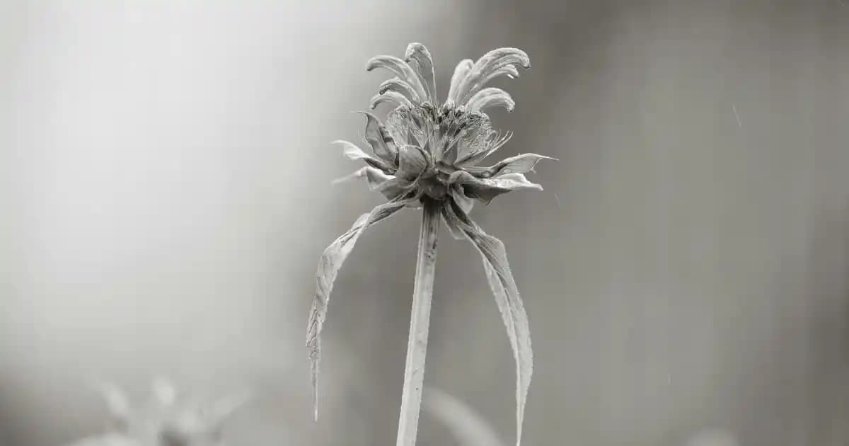 2025'te Açık Kumral Dore ile Doğallığın ve Şıklığın Sırrı