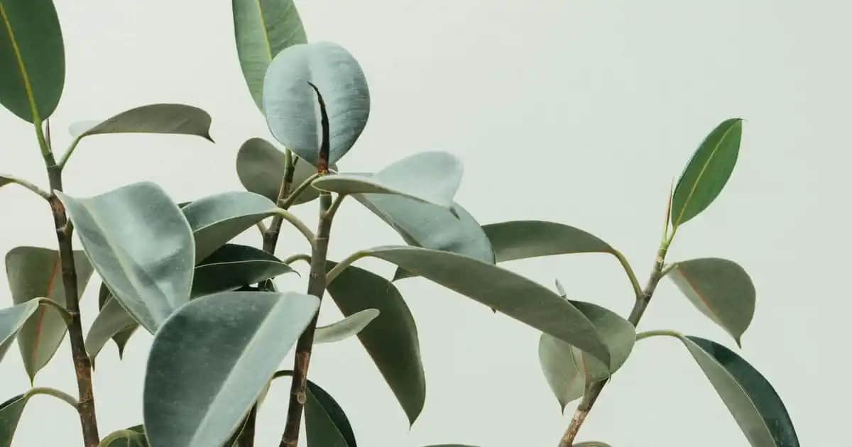 Aloe Vera ile Saç Maskeleri: Doğal Güzellik ve Sağlıklı Saçlar İçin Kapsamlı Rehber