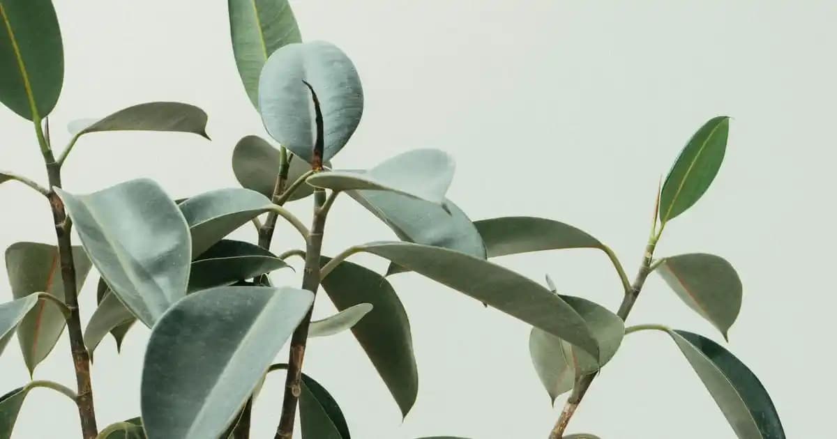 Aloe Vera ile Saç Maskeleri: Doğal Güzellik ve Sağlıklı Saçlar İçin Kapsamlı Rehber