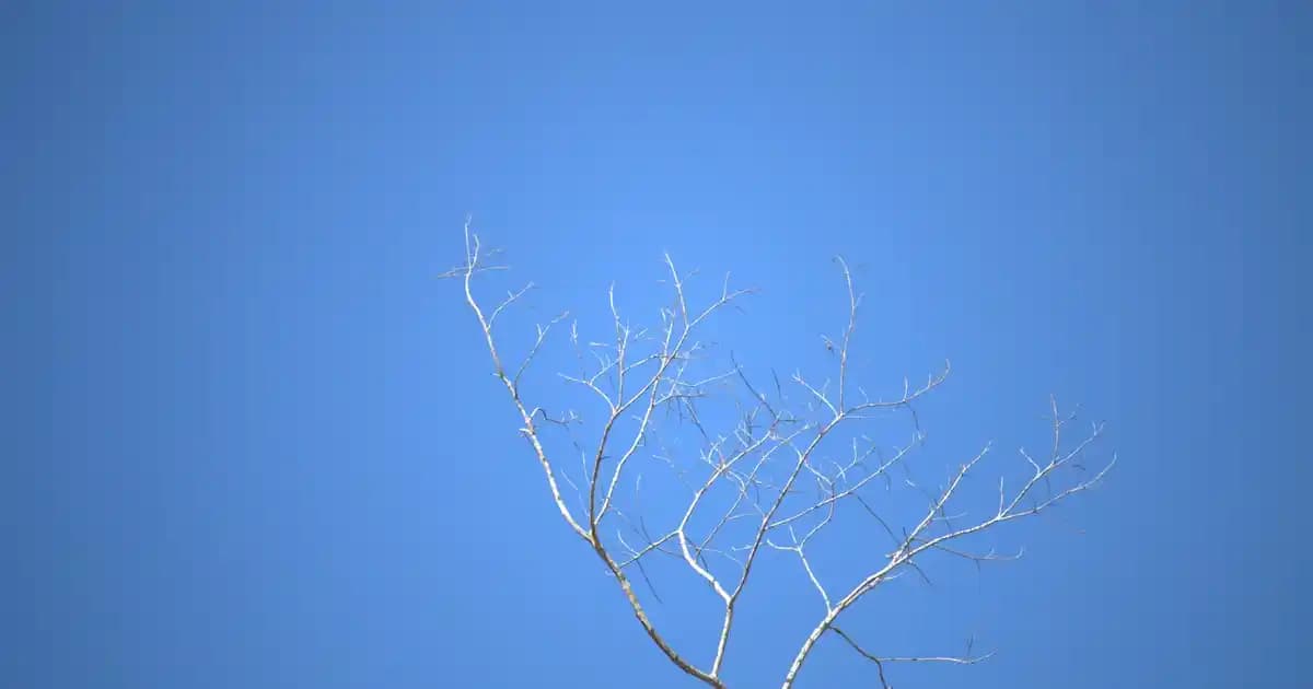 Aloe Vera Jelinin Güzellik ve Sağlık Üzerine Farklı Faydaları Nelerdir