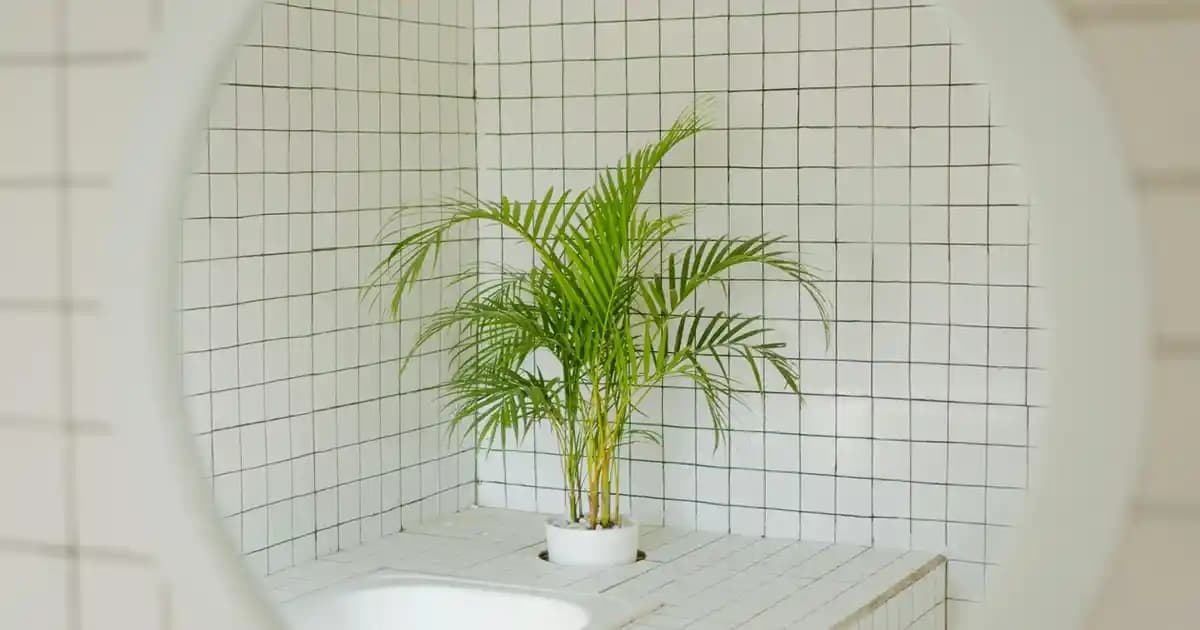 Aloe Vera'nın Cilt Sağlığına Katkıları ve Doğal Güzellikteki Rolü