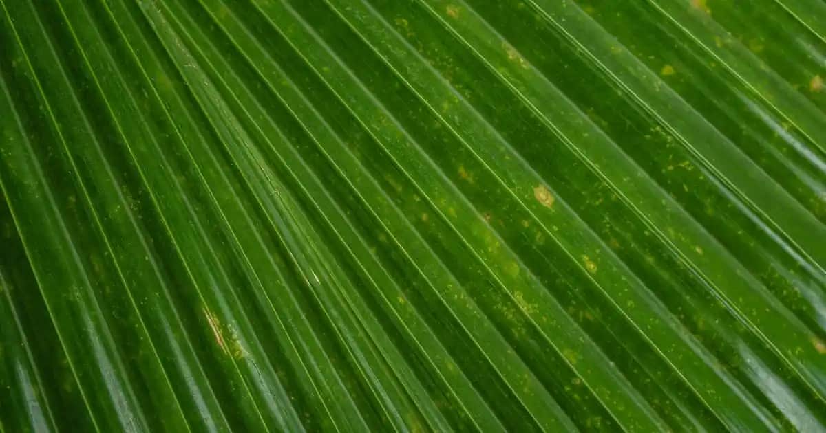 Aloe Vera ve Sivilceler: Doğal Çözüm Olarak Kullanım ve Etkileri