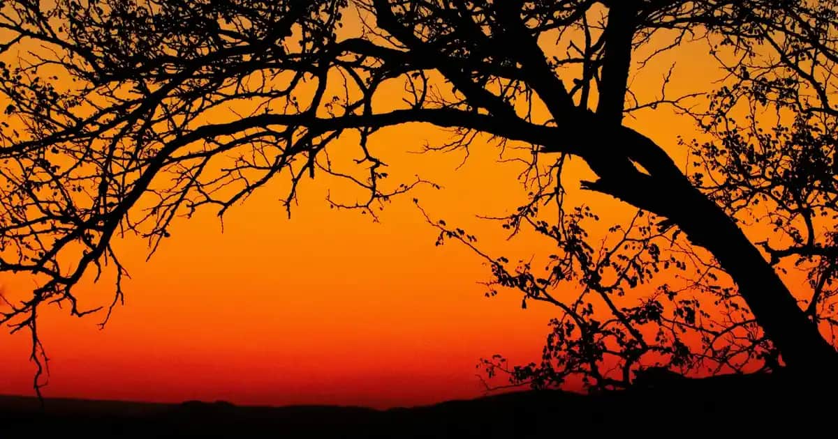 Argan Yağı Kullanımı: Cilt ve Saç Bakımında Doğal Mucizeye Doğru Yaklaşım