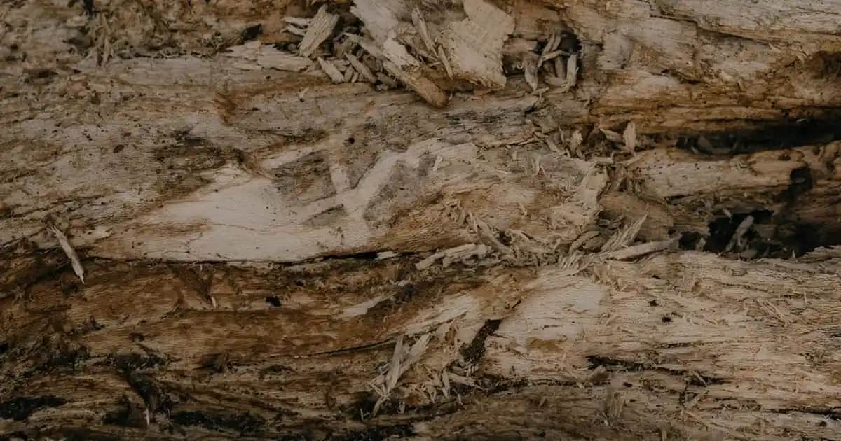 Balm ve Krem Nedir? Kozmetikteki Yeri ve Kullanım Alanları Hakkında Detaylı Bilgi