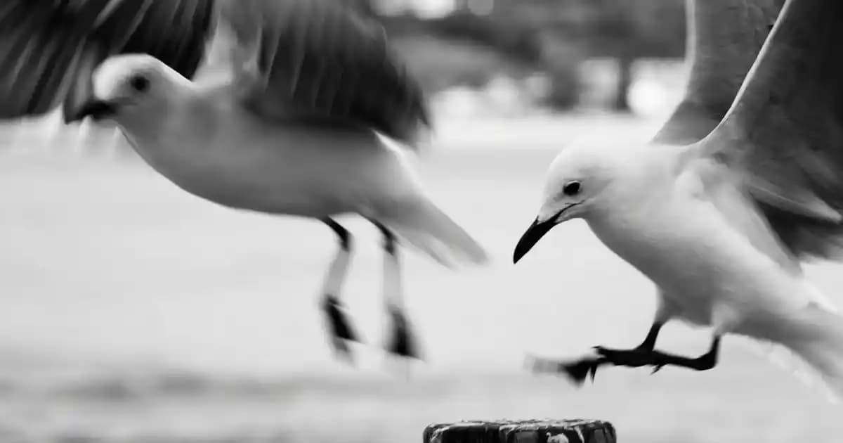 Bioder Ağda Bandı Nedir ve Evde Tüy Alma İçin Pratik Kullanım Yöntemleri