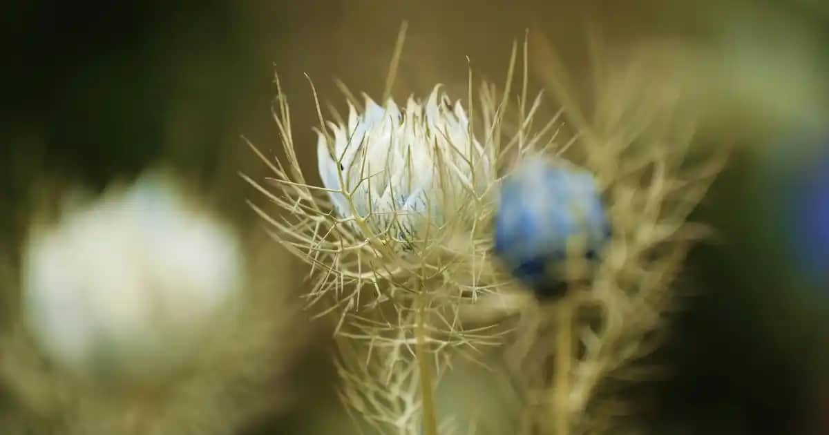 Bioderma Photoderm Renkli Güneş Kremi: Yüksek Koruma ve Doğal Görünüm Sağlar