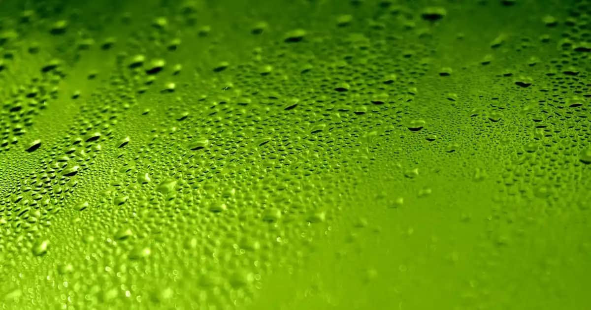 Bromelain Kullanımı ve Faydaları: Sağlık ve Kozmetik Alanında Güçlü Bir Enzim