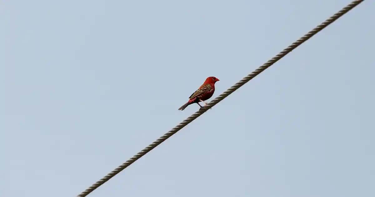 C vitamini kullanımı: Sabah mı akşam mı tercih edilmeli ve doğru uygulama ipuçları