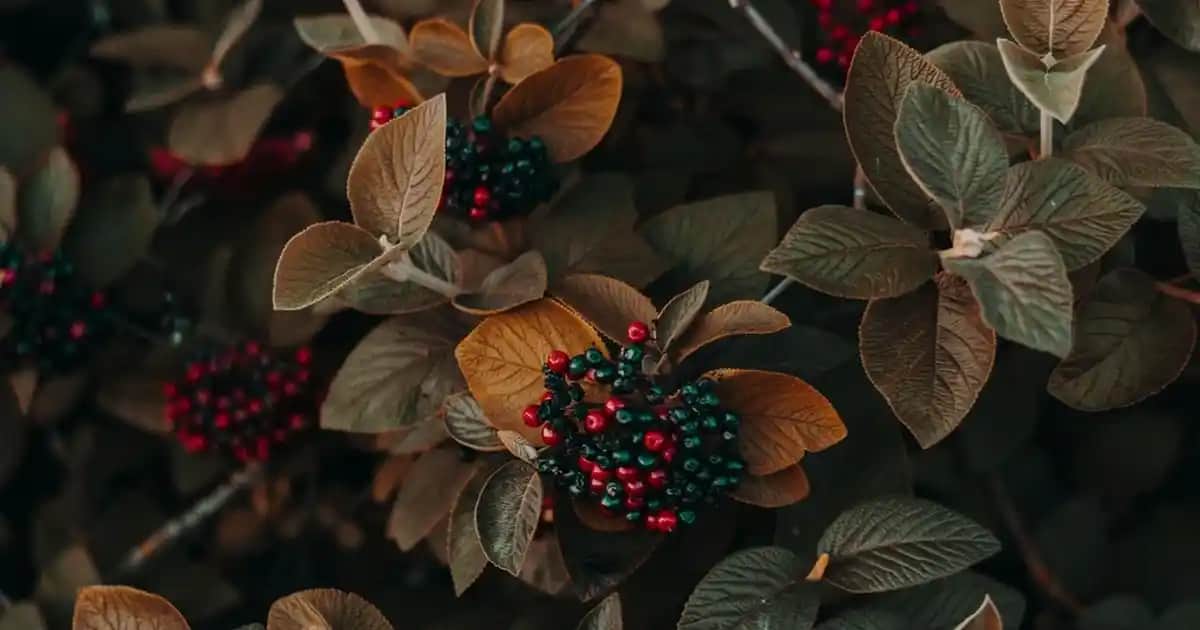 Caudalie Vinosource Serumu: Doğal ve Güçlü Nemlendirme İçin Güvenilir Seçenek
