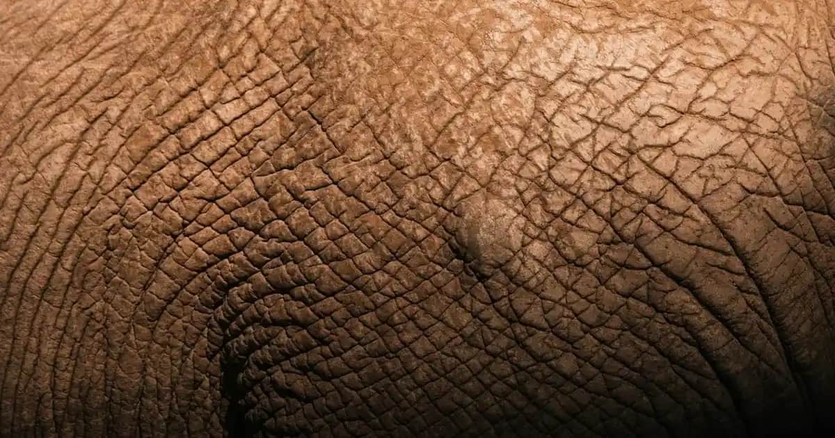 Chloe Nomade Naturelle Doğal İçeriklerle Sürdürülebilir ve Zarif Parfüm Seçenekleri