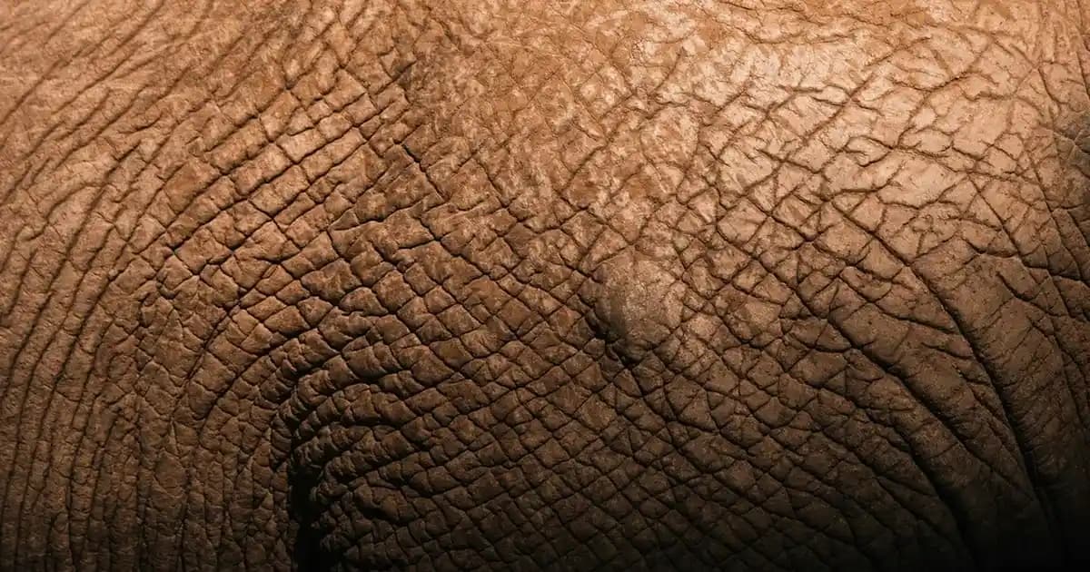 Chloe Nomade Naturelle Doğal İçeriklerle Sürdürülebilir ve Zarif Parfüm Seçenekleri