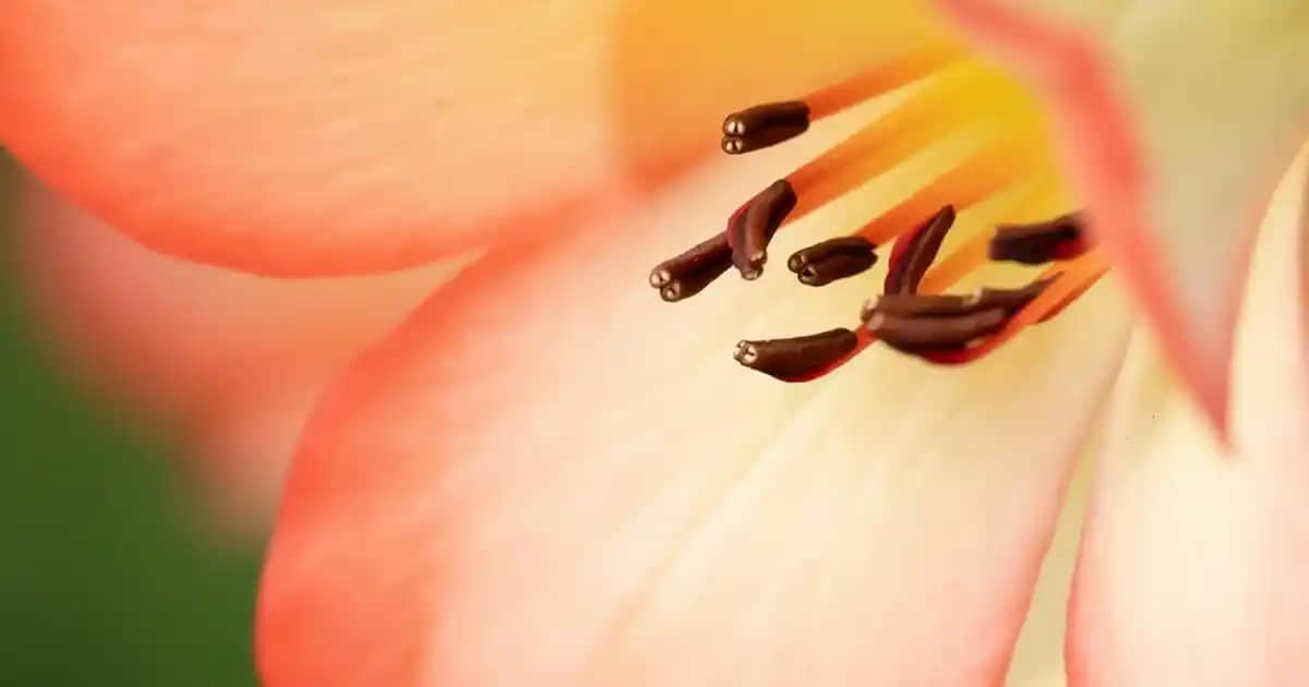 Çinko Eksikliği ve Kozmetik Üzerindeki Etkileri: Sağlıklı Cilt ve Güzellik İçin Bilmeniz Gerekenler