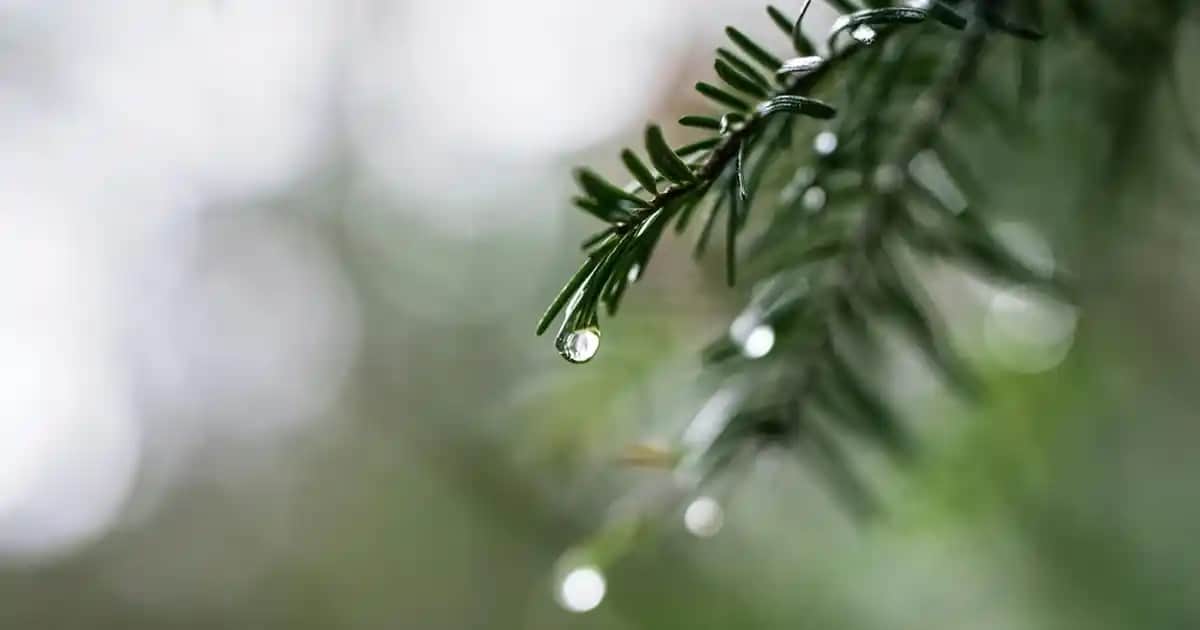 Çocuklar İçin Sambucus Ürünleri: Doğal Bağışıklık Güçlendirici ve Destekleyici Seçenekler
