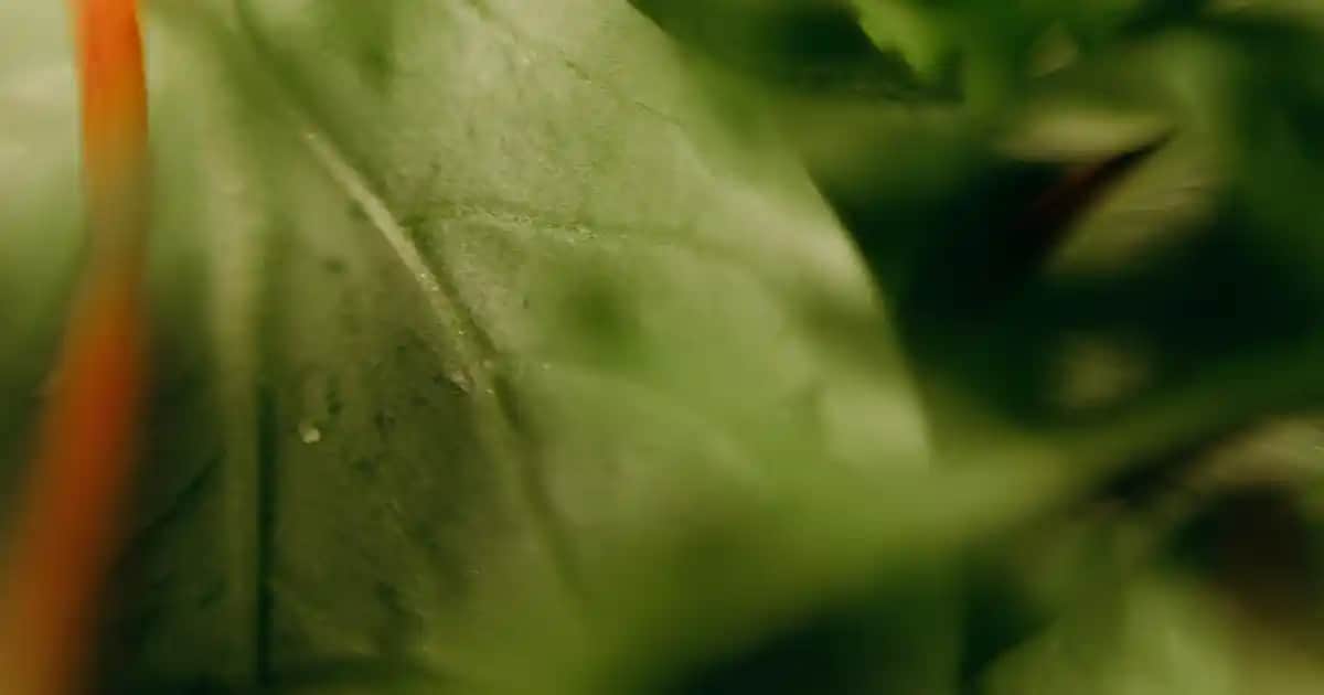 D Vitamini İlaçları ve Kozmetik Ürünleri: Sağlık ve Güzellikteki Rolü