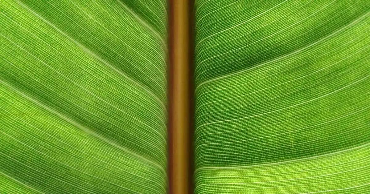 Deotak Roll-On Deodorant: Uzun Süreli Koruma ve Cilt Dostu Formüllerle Günlük Kullanım