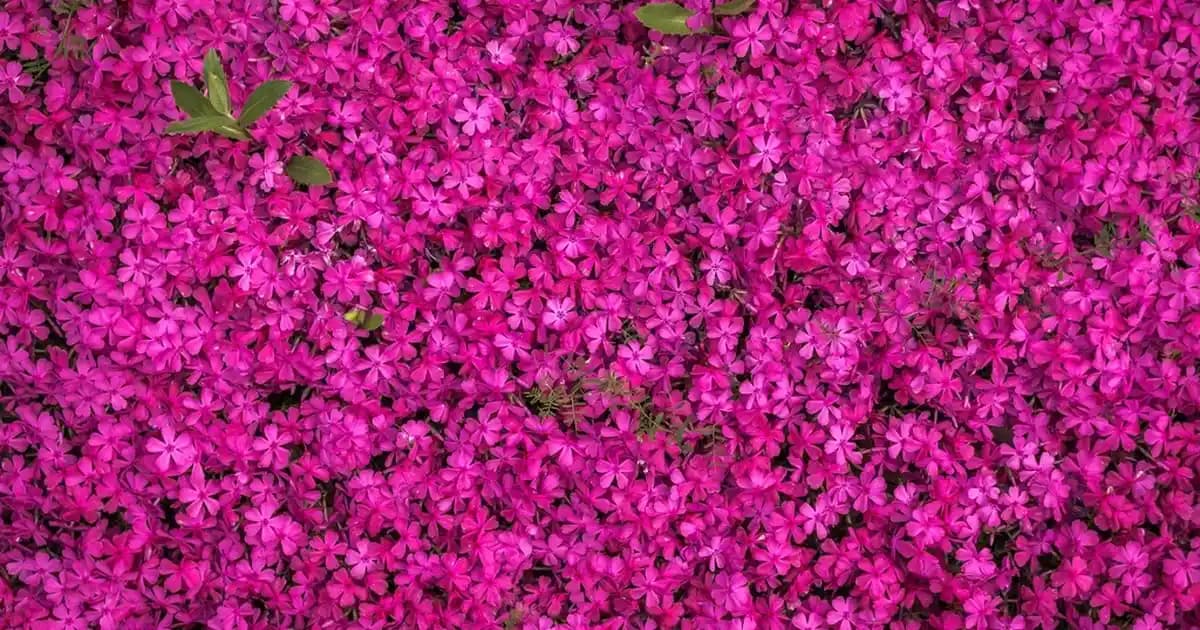 Depigmenta Krem Fiyatları ve Kullanım Alanları Hakkında Detaylı Bilgi