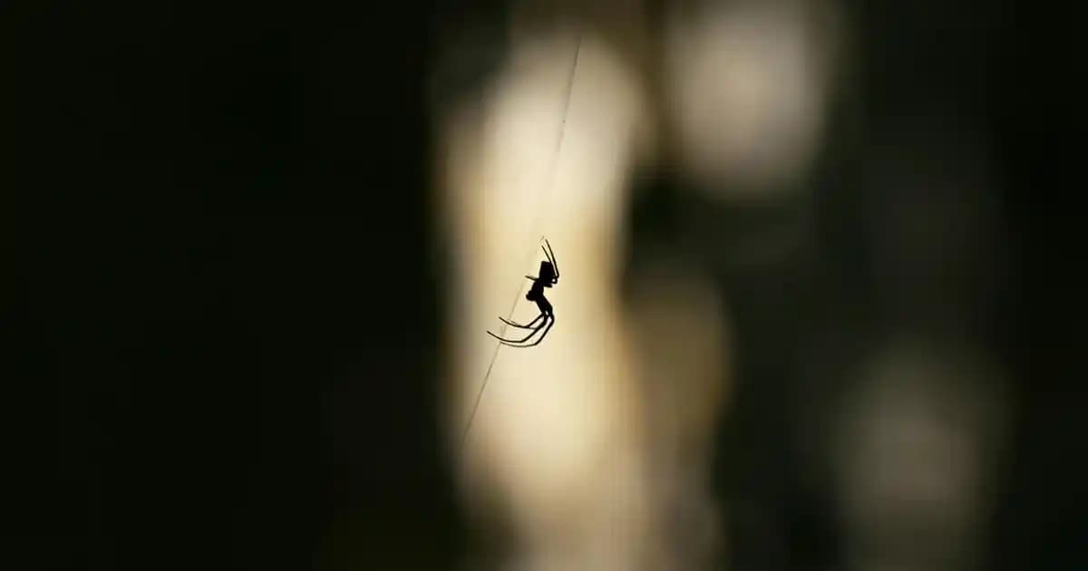 Doğal Çinko Takviyesi ve Kozmetik Uygulamaları Hakkında Detaylı Bilgi