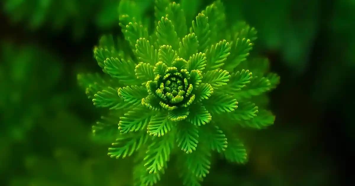 Doğal Kirpikler İçin Etkili Bakım Yöntemleri ve Sağlıklı Güzellik İpuçları