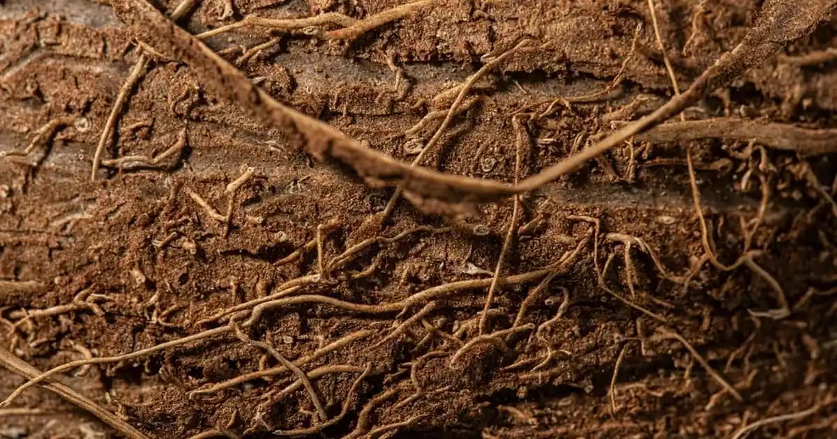 Dove Exfoliating Sabunu ile Nazik ve Etkili Cilt Temizliği ve Yenileme