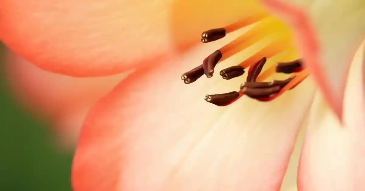 Dove Stick Original Günlük Deodorant: Uzun Süreli Koruma ve Cilt Bakımı