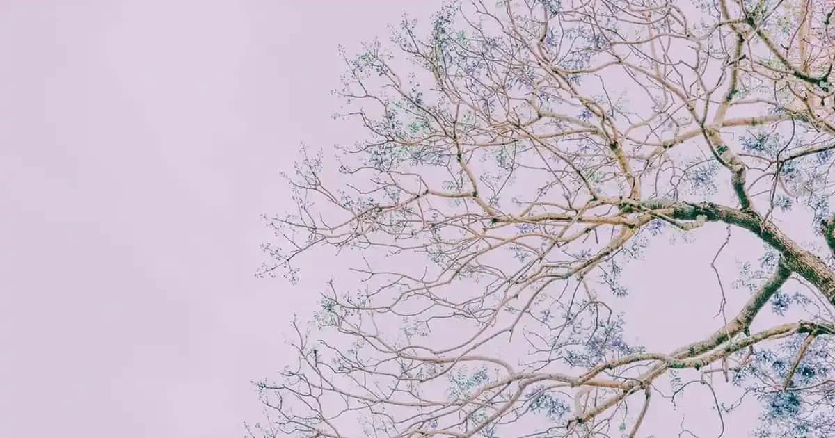 Dudak Bakımında Yeni Trend: Cream Co Lip Oil ile Doğal Parlaklık ve Sağlıklı Dudaklar