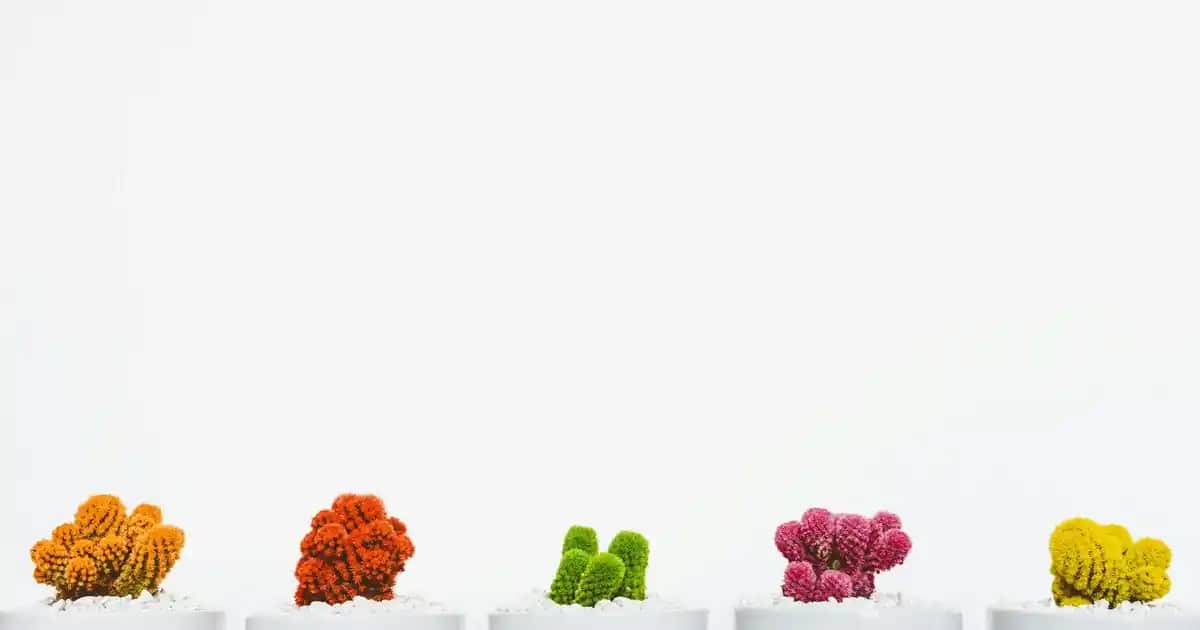 EDT, EDP ve Parfüm Arasındaki Farklar ve Doğru Kokuyu Seçme Rehberi