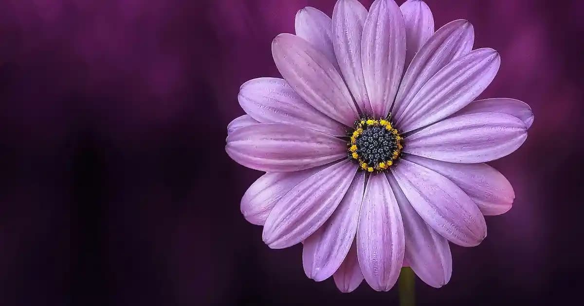 En Güzel Kolonya Seçenekleri ve Kaliteli Markalar Hakkında Kapsamlı Rehber
