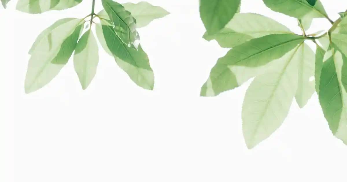 Erkekler İçin En İyi Deodorant Tavsiyeleri ve Günlük Kullanım İpuçları