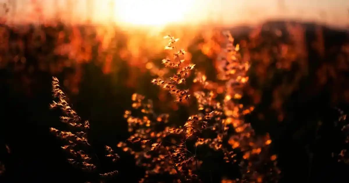 Farmasi Sensational Kadın Parfümü İçeriği ve Fark Yaratan Özellikleri