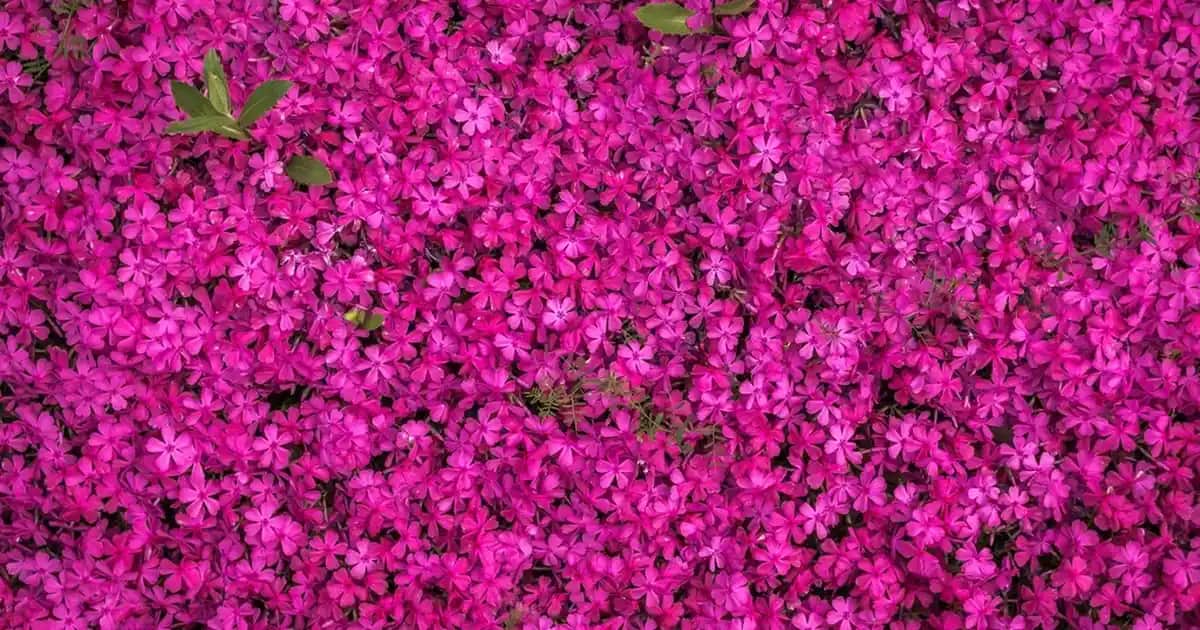 Flormar Aydınlatıcı Makyaj Bazları ile Doğal Parlak Cilt İçin En İyi Seçenekler