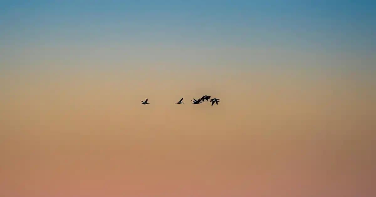 Flormar BB Krem Özellikleri ve Kullanım İpuçlarıyla Doğal Güzelliğinizi Yükseltin