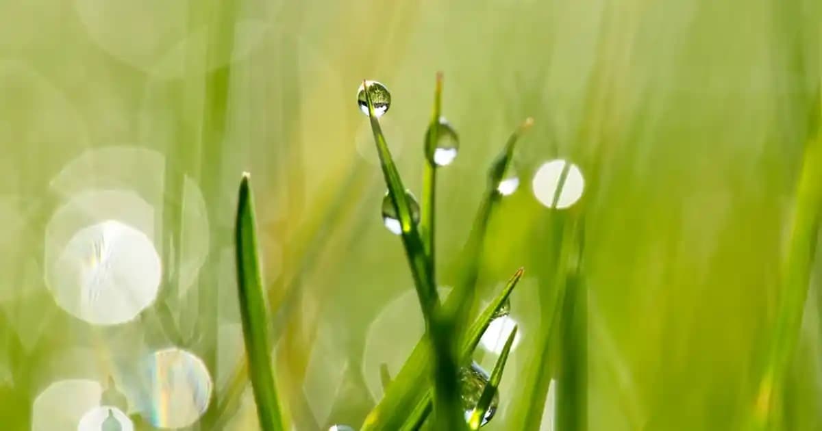Gül Suyunun Yüze Faydaları ve Doğal Cilt Bakımındaki Yeri Hakkında Detaylı Bilgi