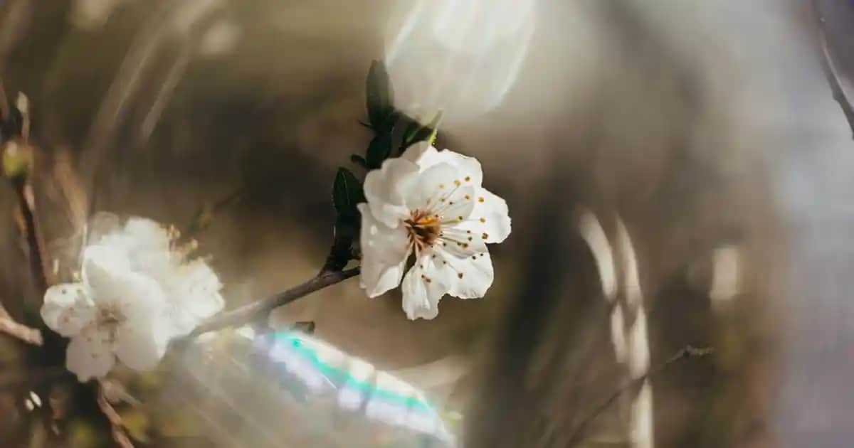 Gül Suyuyla Yüz Temizliği ve Doğal Cilt Bakımı Yöntemleri Hakkında Bilgiler