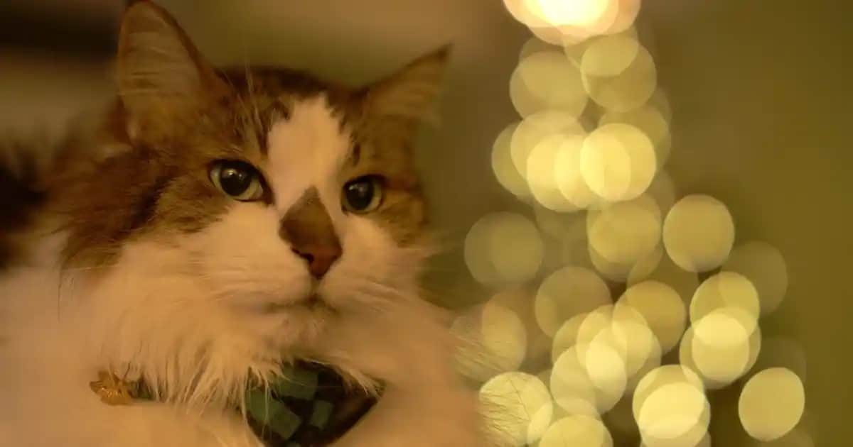 Güneş Sütü ve Güneş Kremi Arasındaki Farklar ve Doğru Kullanım İpuçları