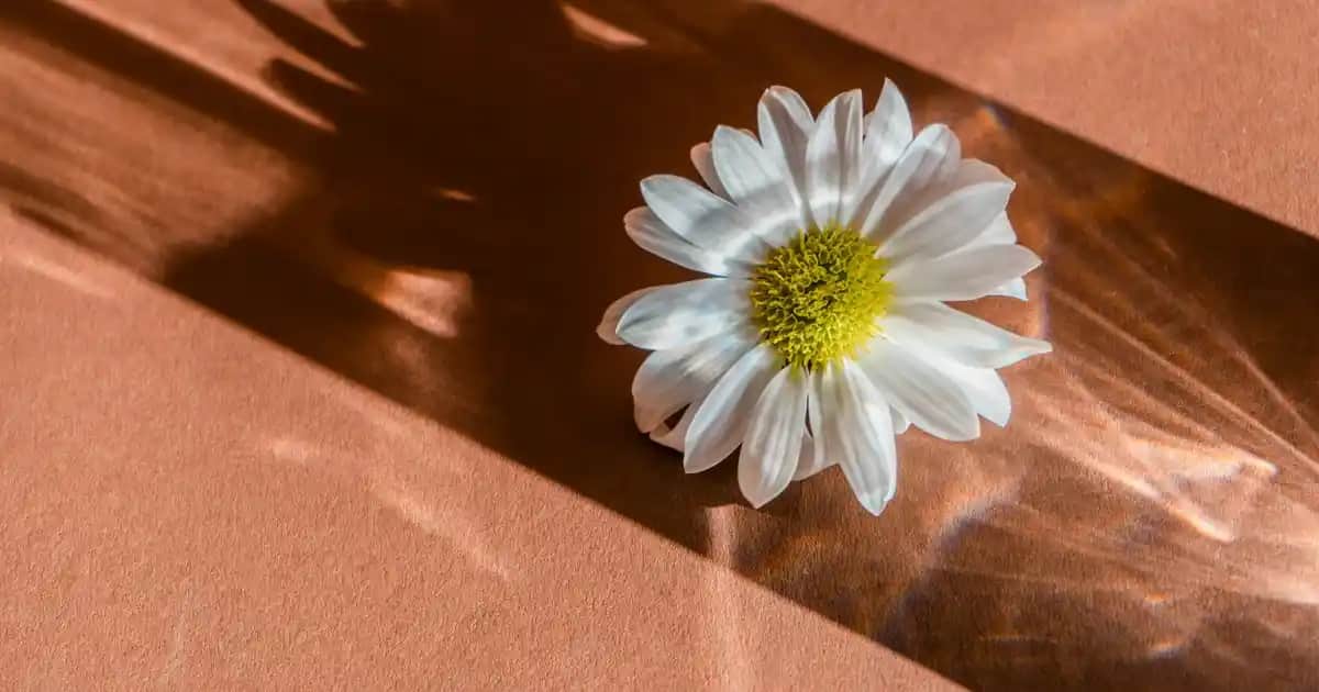 Günlük Ped Nedir ve Neden Kullanılır? Hijyen ve Konfor İçin Bilmeniz Gerekenler