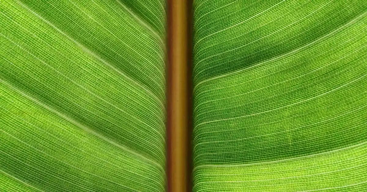 Igora Açıcı Fiyatları ve Kozmetik Dünyasında Sarışına Geçişin Temel Noktaları