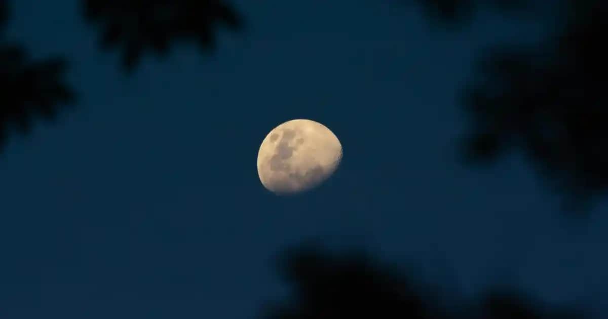 Jojoba Yağı ile Saç Bakımı: Doğal Yöntemlerle Saç Sağlığını Koruma ve Güçlendirme