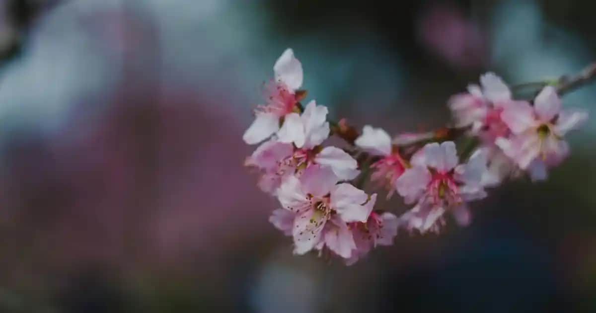 Kadınlar İçin Güvenli ve Gizlilik Odaklı Deodorant Seçenekleri Rehberi