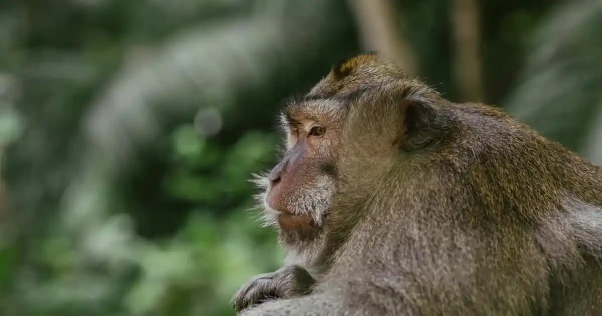 Kızıl Renk Saç Boyası Seçenekleri ve Uygulama İpuçlarıyla Kendine Güvenen Bir Görünüm