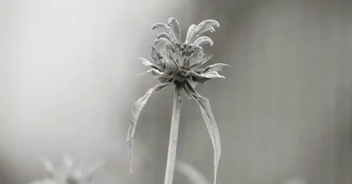 Koleston 77.44 Kızıl Tonlar İçin Kalıcı ve Parlak Saç Boyası Ürünü