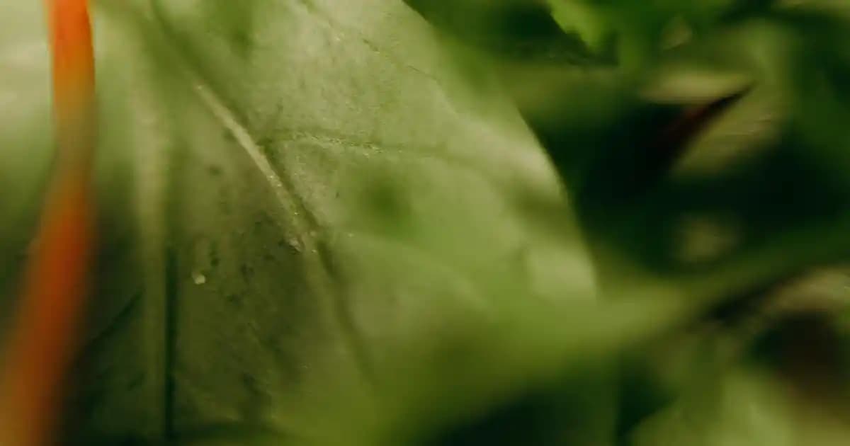 Küllü Açık Kahve Kozmetik Renkleri: Saç ve Makyajda Doğal Şıklık İçin Rehber