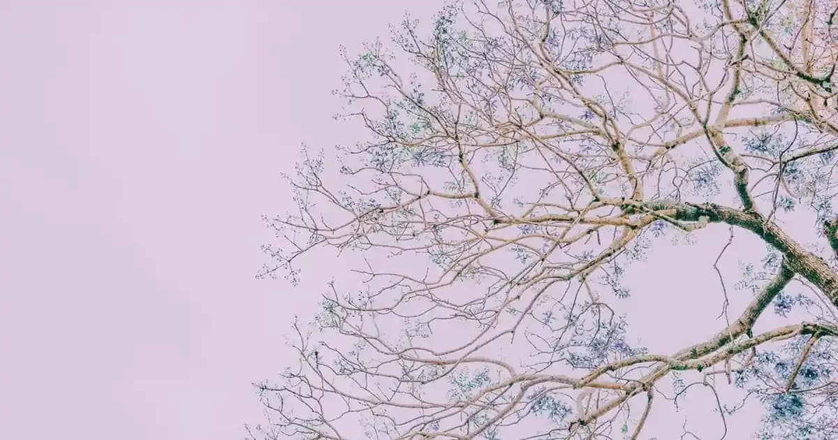 Küllü Saç Rengi Nedir? Modern Trendlerin Zarif ve Soğuk Tonları Hakkında Bilgi